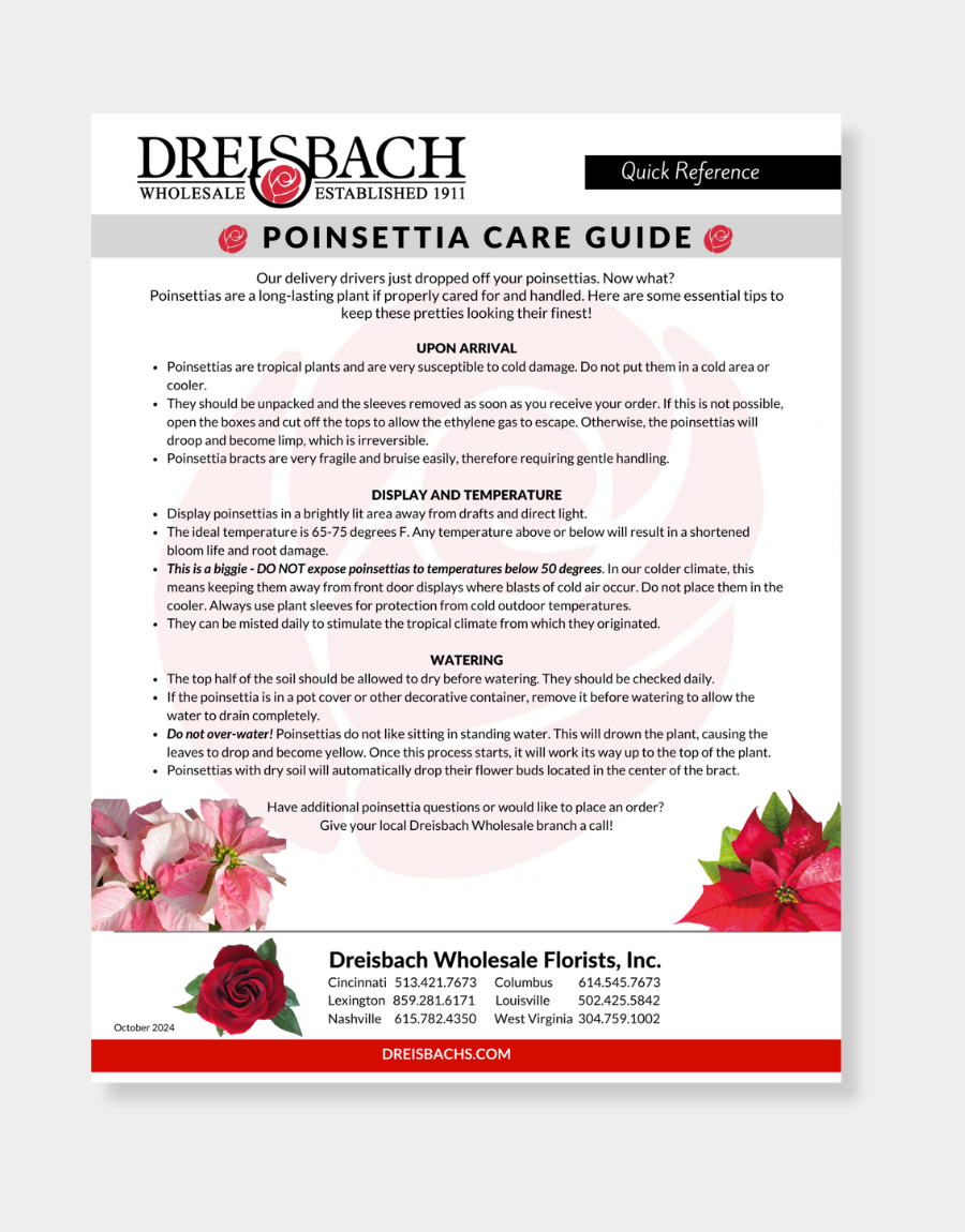 Poinsettia Care Guide